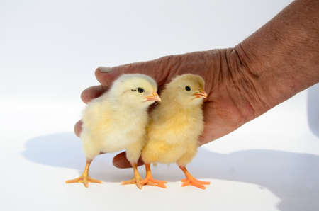 Two newborn fluffy chicks in hands of elderly woman on white background. Concept of raising chickens on poultry farm, incubator, Easter.の写真素材