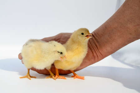 Two newborn fluffy chicks in hands of elderly woman on white background. Concept of raising chickens on poultry farm, incubator, Easter.の写真素材