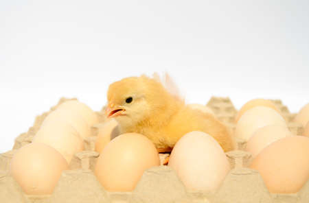 Small fluffy newborn chick in packing eggs on white background with copy space. Concept of Easter holiday, newborn, poultry farm, family.の写真素材
