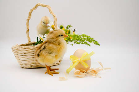Two small newborn chick , basket with bouquet of flowers , egg with yellow bow on white background with copy space. Concept of Easter holiday, birthday, newborn, poultry farm, family, love, Valentine's day.の写真素材
