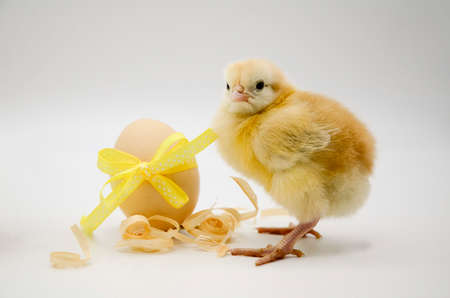 Small newborn chick, egg with yellow bow on white background with copy space. Concept of Easter holiday, birthday, newborn poultry farm, family, love, Valentine's day.の写真素材