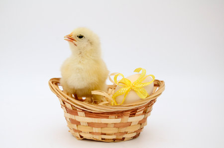 One small fluffy newborn chick, egg with yellow bow in basket on white background with copy space. Concept of Easter holiday, birthday, newborn, home, poultry farm.の写真素材