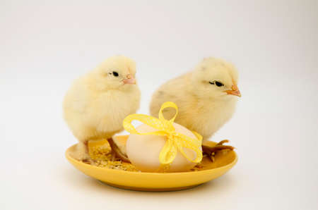 Two small newborn chick, egg with yellow bow yellow saucer on white background with copy space....