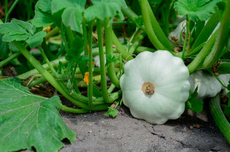 Young patissons grown in garden. Concept of healthy food.の写真素材