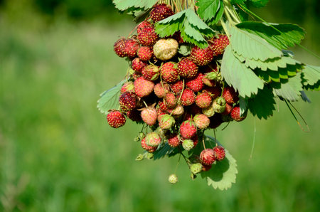 Bouquet ripe wild strawberries. summer background. Concept of summer menu for cafes, berry harvest , medicinal plants and natural vitamins.の写真素材