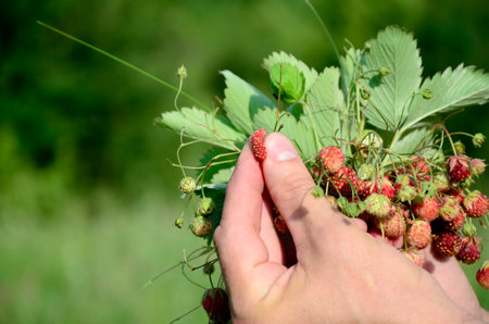 Bouquet ripe wild strawberries in hands. summer background. Concept of summer menu for cafes, berry harvest , medicinal plants and natural vitamins.の写真素材
