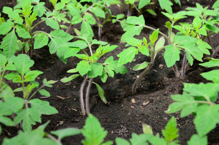 Young tomato organic seedlings growing in garden, greenhouse glasshouse in spring. Concept of ecology, cultivation, agriculture.の写真素材
