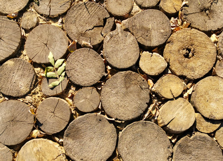 Path in park is made of hand cut logs in autumn. Wooden background made of sawn logs.の写真素材