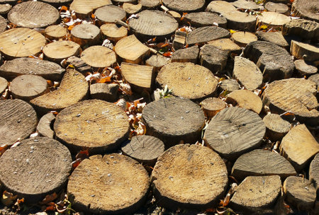 Path in park is made of hand cut logs in autumn. Wooden background made of sawn logs.の写真素材