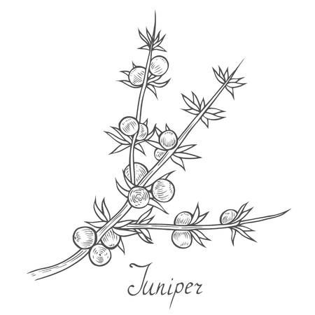 Juniper branch with berries.のイラスト素材