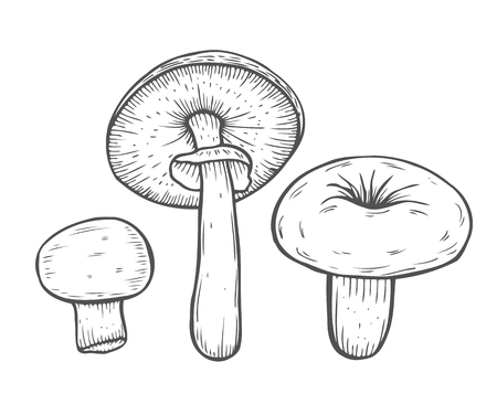 Mushroom hand drawn sketch vector illustration. Organic food isolated on white.のイラスト素材