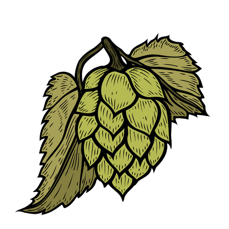 Hand drawn green organic herb plantのイラスト素材