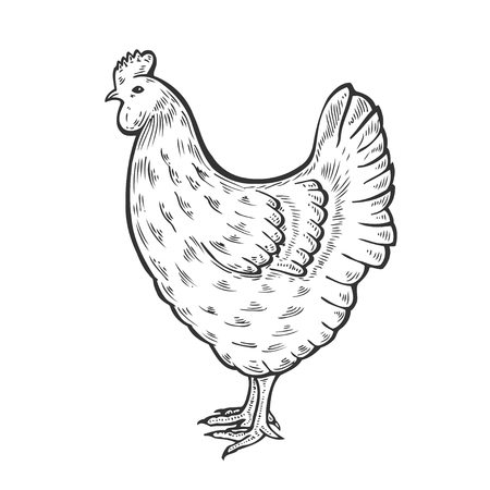 Hand drawn Chicken, hen bird, poultry, vector illustration sketch, farm feathered bird animal. Engraving isolated on white background, sketch, hand drawn retro vintage style. isolated on whiteのイラスト素材