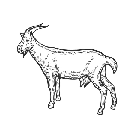 Hand drawn Goat farm animal livestock. Sketch in a graphic style. Vintage vector engraving illustration for poster, web. Isolated on white background.のイラスト素材