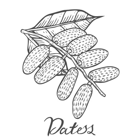 Hand drawn Dates. Vector illustration of dried dates organic food date palm on white background.のイラスト素材