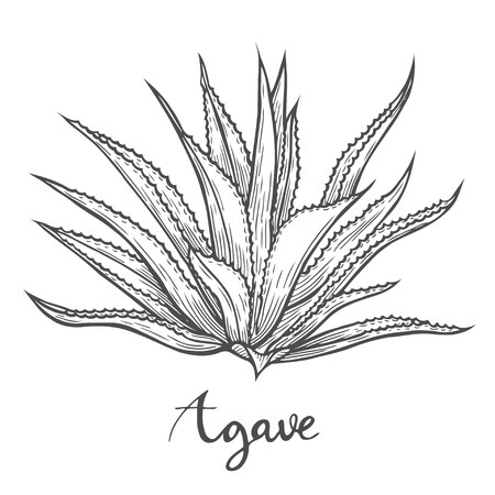 Hand drawn Cactus blue agave vector illustrationのイラスト素材
