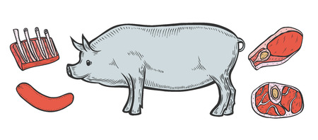 Hand drawn colored Pig, pork Meat ham cuts, parts, chop hand drawn butchery set.のイラスト素材