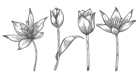 Flower collection, illustration, drawing, engraving ink line art vectorのイラスト素材