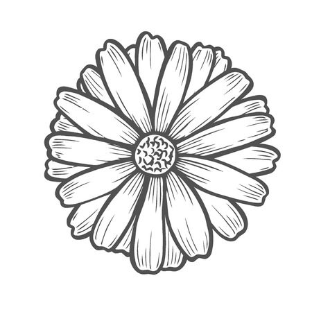 Chamomile flower floral hand drawn engraving vector illustration. Isolated on whiteのイラスト素材