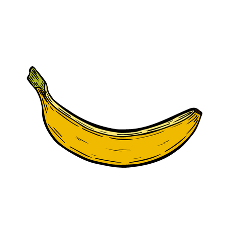 Sketch ink colorful vintage banana illustration, draft silhouette drawing, isolated on white background. Food graphic etching design.のイラスト素材