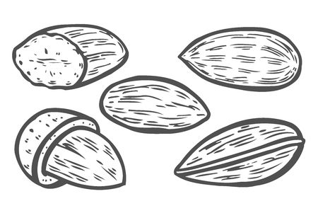 Almond nut seed vector. Isolated on white background. Almond milk food ingredient. Engraved hand drawn almond illustration in retro vintage style. Almond Organic Food, cosmetics, treatment component.のイラスト素材