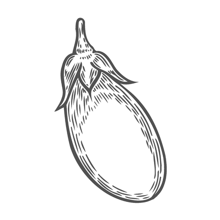 Eggplant vector. Isolated on white background. food ingredient. Hand drawn illustration in retro vintage style. Organic Food, sauce, dishes componentのイラスト素材