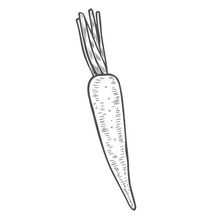 Root and Tuberous Vegetables, Illustration Hand Drawn Sketch of Fresh Horseradish or Armoracia Rusticana Plant Isolated on White Background.のイラスト素材