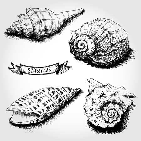 Hand drawing set of Sea shells. Vector illustrationのイラスト素材