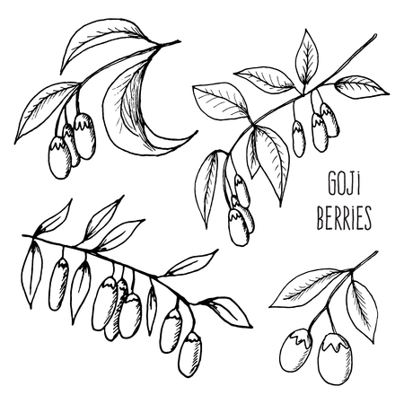 Iillustration of fresh Goji Berries (Wolfberries) with leaves on white background. Hand drawn sketch of goji berriesの写真素材