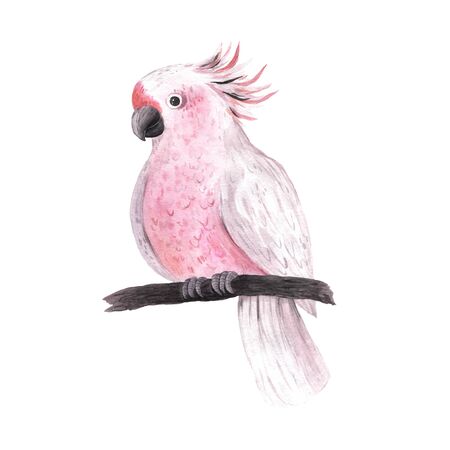 Watercolor tropical pink parrot isolated. Bright jungle exotic bird perfect for summer wedding invitation and party card makingの写真素材