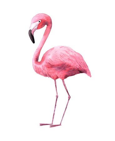 Watercolor tropical pink flamingoe isolated. Bright jungle exotic bird perfect for summer wedding invitation and party card makingの写真素材