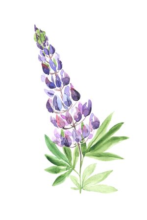 Watercolor hand painted lupin flower. Field meadow wildflower plant, garden herb, delicate leaf and branches isolated on white. Modern watercolor style floral illustrationの写真素材