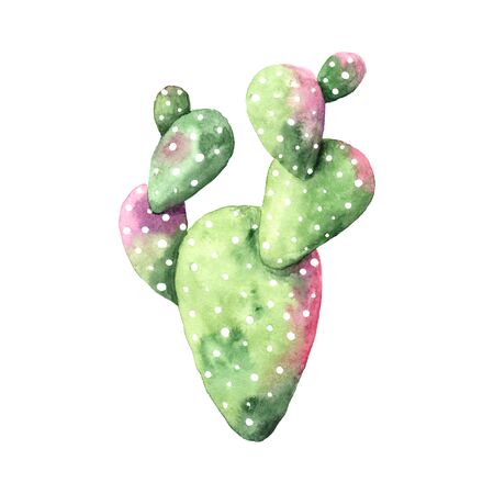Watercolor hand painted exotic cactus collection with pink flowers. Set of tropic succulents and flowering plants. Mexican style clipart perfect for wedding invitatoin and botanical printの写真素材