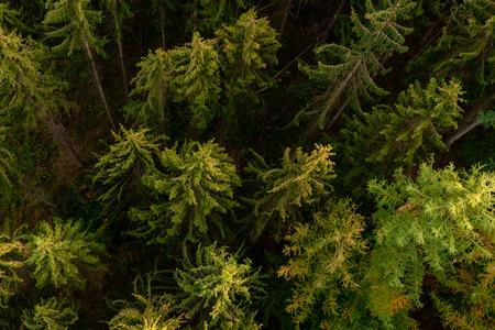 Forest from above