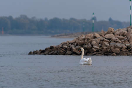 swan on riverの写真素材