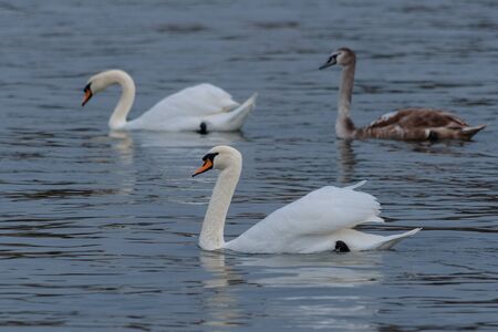 swans in waterの写真素材