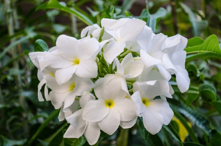 White Flowerの写真素材