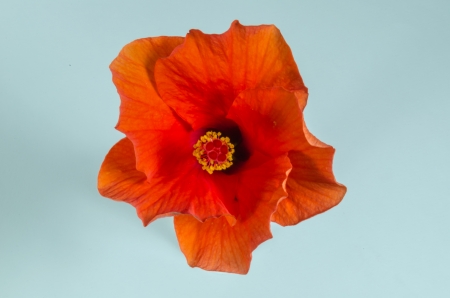 Orange hibiscus flowers