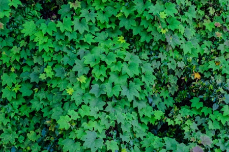 Small green leaf background