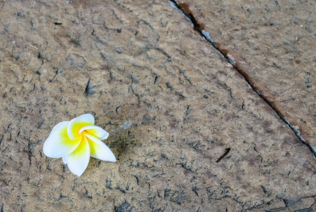 The White Flower on the Floor, Photo taken on  July 5th, 2013の写真素材