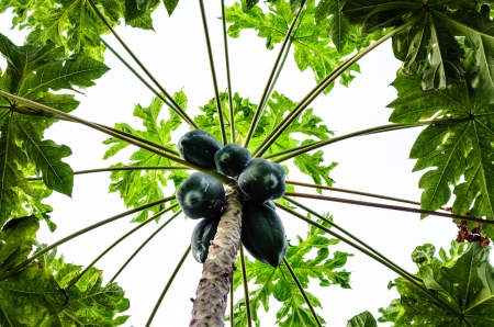 Papaya Treeの写真素材