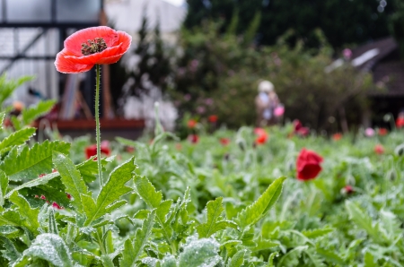 Papaver somniferum  in Thailand, Photo on January 07, 2014の写真素材