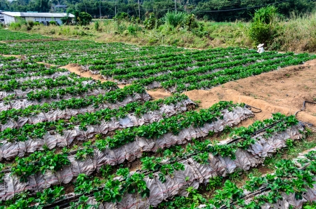 Strawberry Farmの写真素材