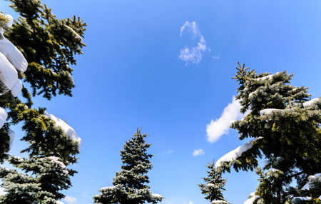 Tree with Fresh Snow on Blue Sky, Photo on March 09, 2014