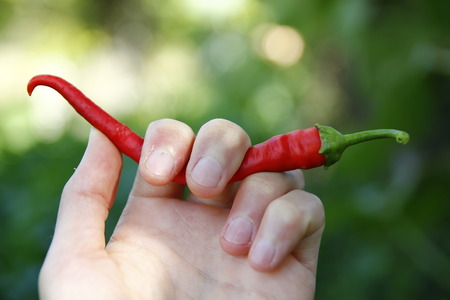 Woman holding fresh red chili peppers in her hand against green backgroundの写真素材