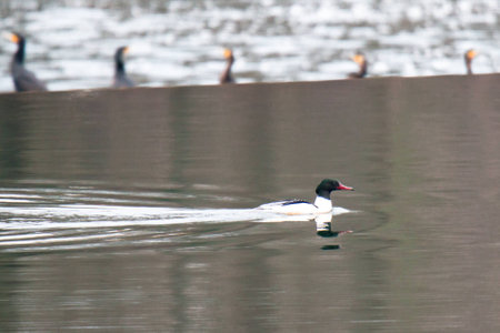 The great merganserの写真素材