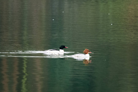 The great merganserの写真素材