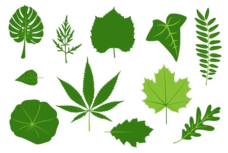 green leaves illustration 