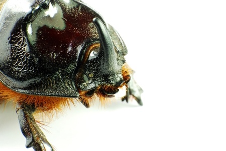 macro beetle on whiteの写真素材