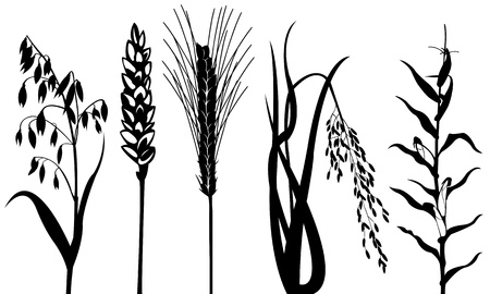 cereals isolated on whiteのイラスト素材